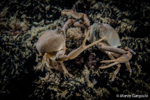 Ilia nucleus, Skull Crab by Marco Gargiulo 